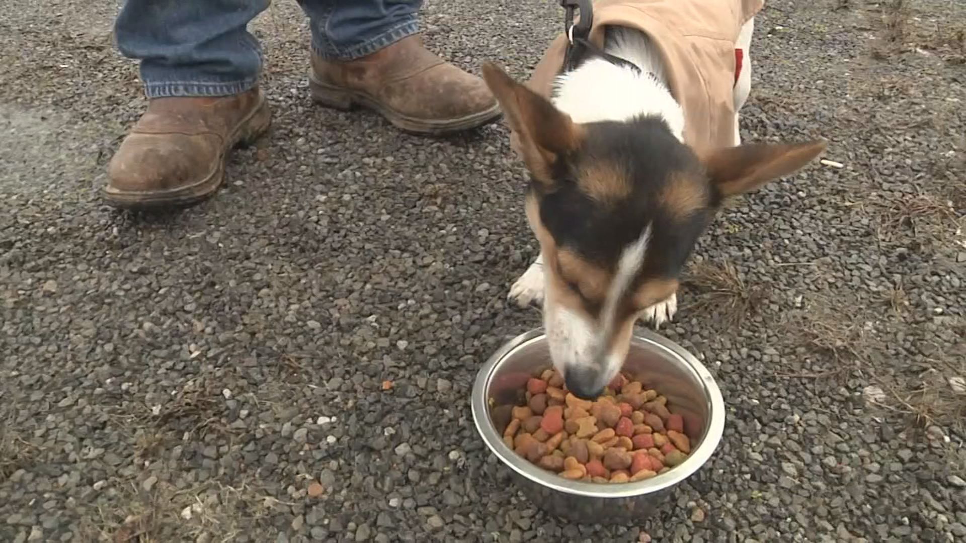 Foods such as turkey skin, nuts and chocolate should be avoided for dogs